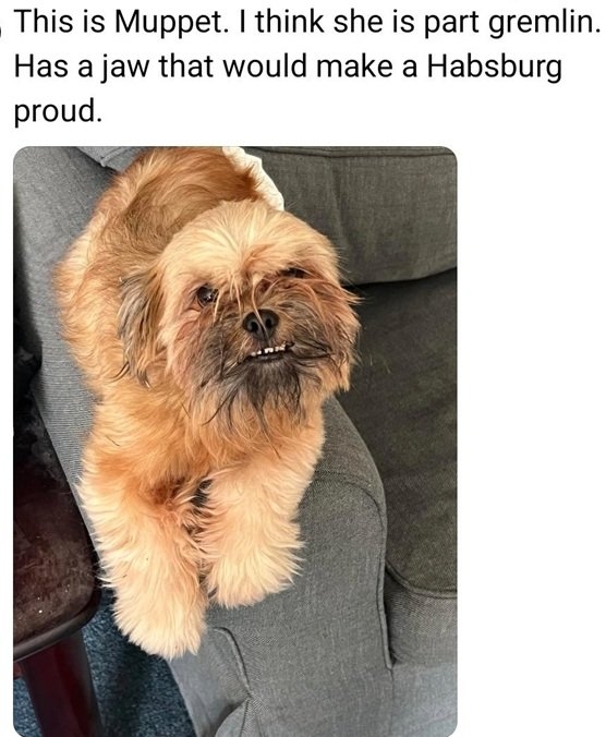muppet dog.jpg