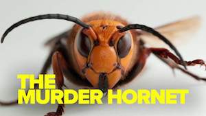 murder hornet.jpg