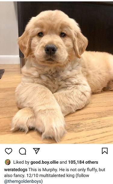 murphy dog.jpg