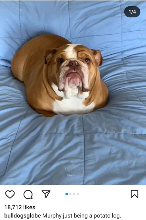 murphy dog.jpg