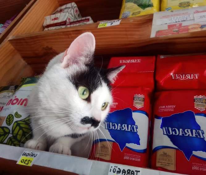 mustache cat.jpg
