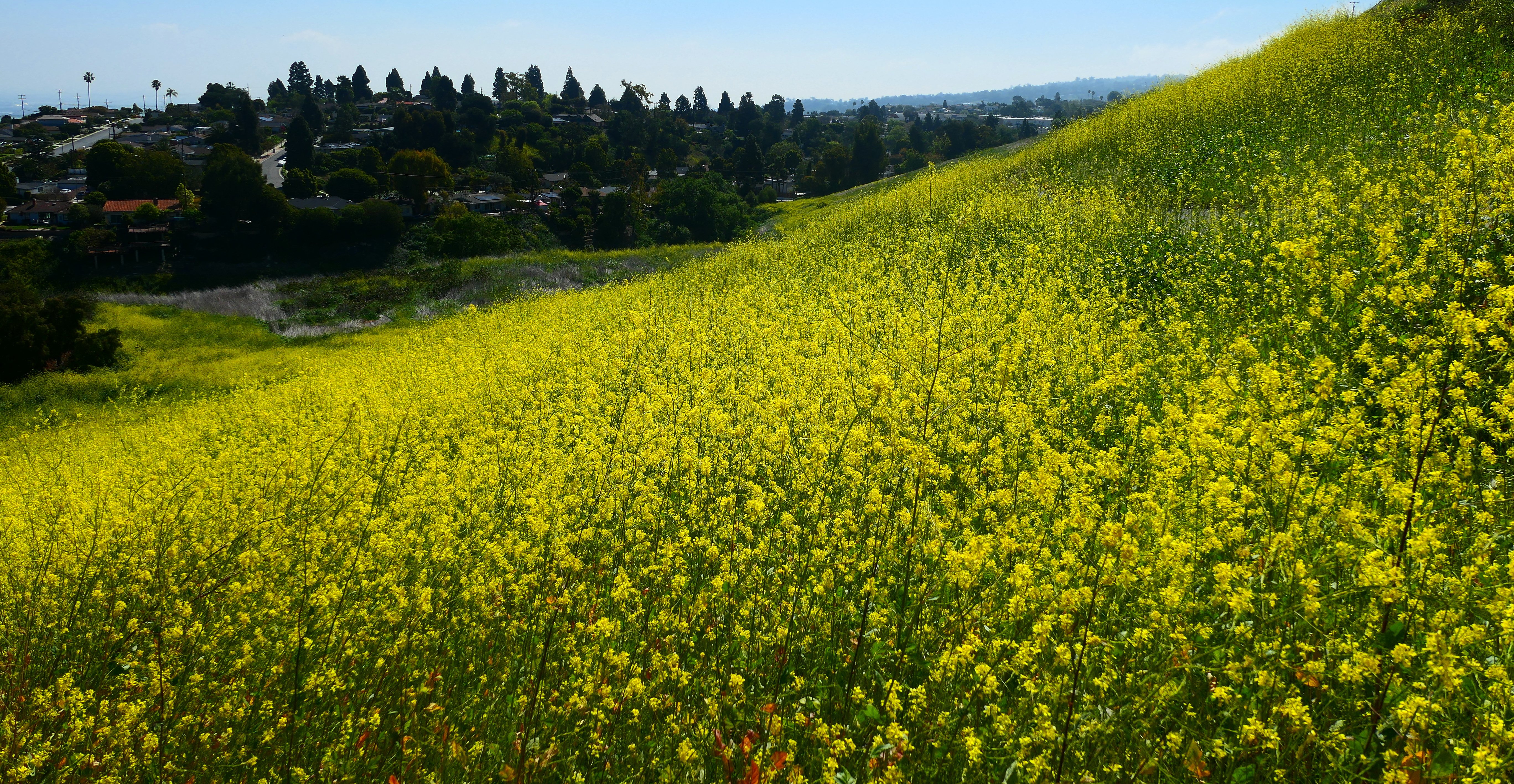 Mustard 2 (1).JPG