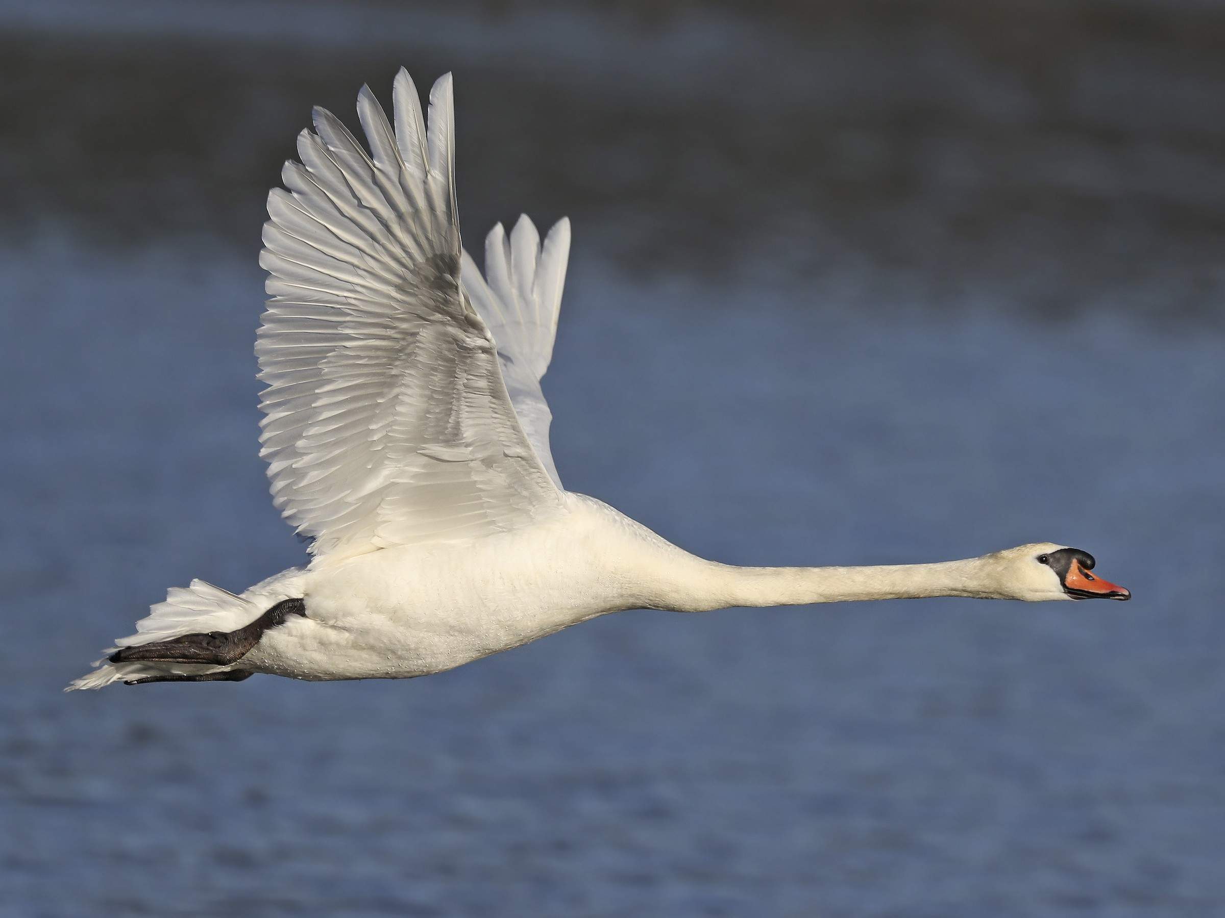mute swan.jpg
