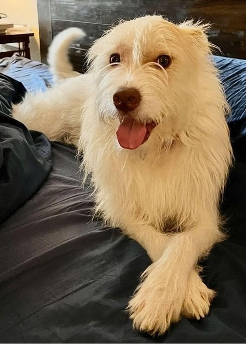 Mutt 2.jpg