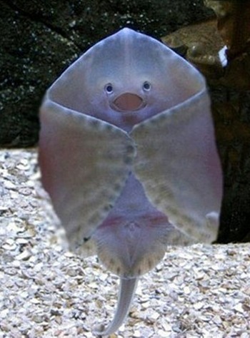 n15ray.jpg