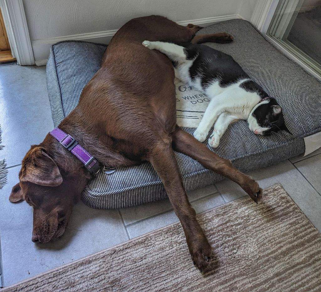 Napping Partners!.jpg