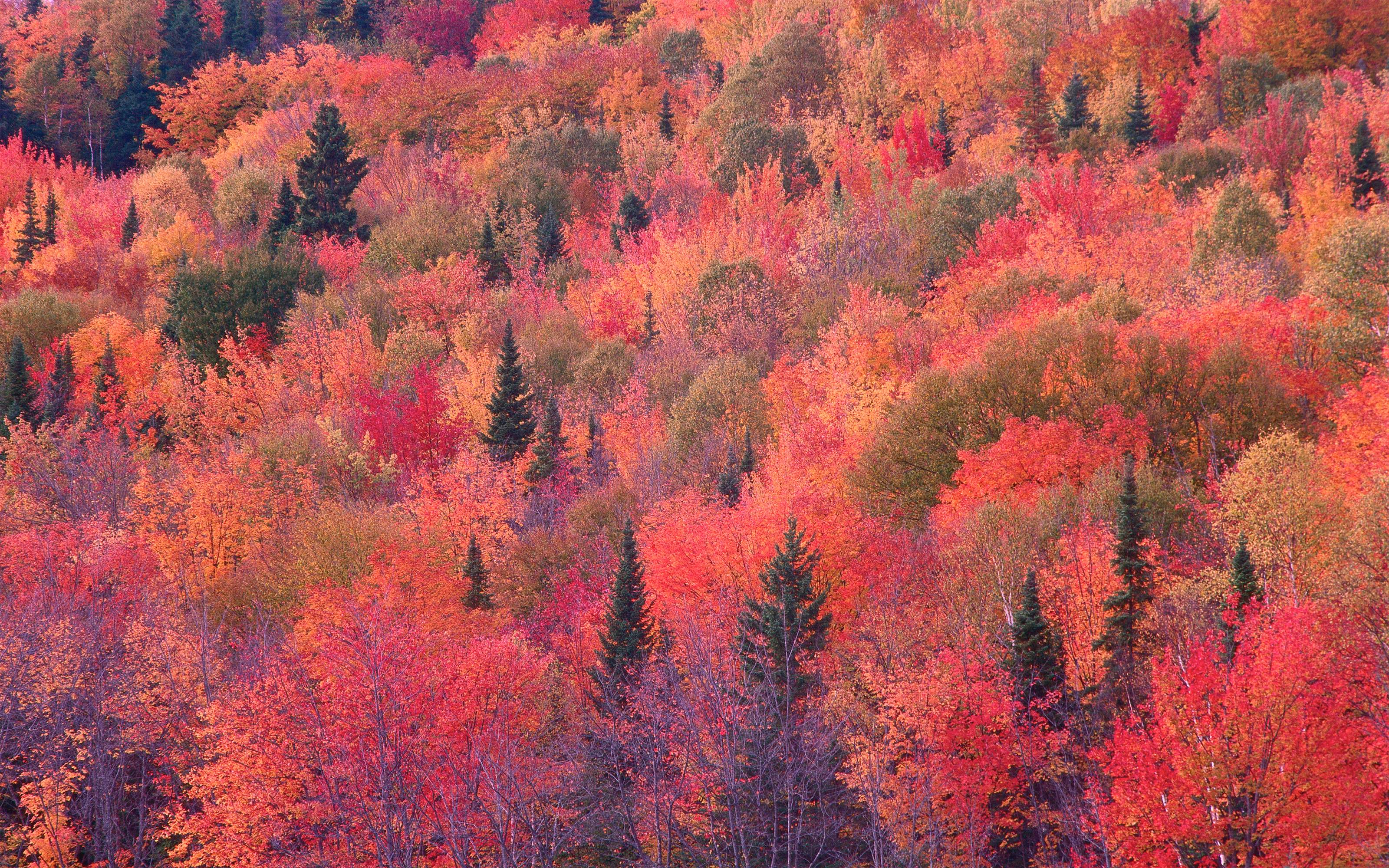 NaturePatterns01.jpg