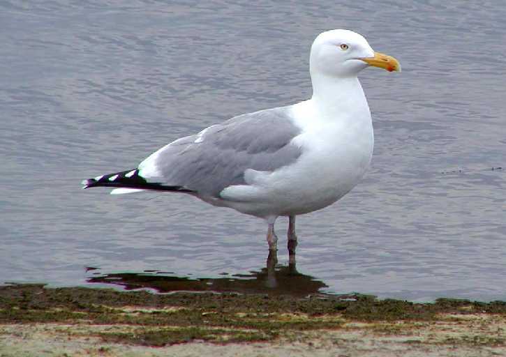 nbp_herring_gull.jpg