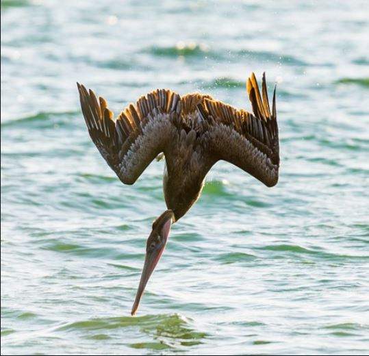 NECK DIVE.JPG