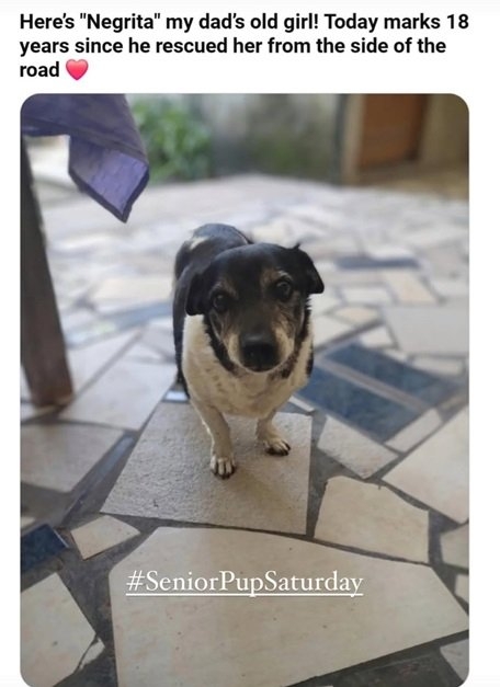 negrita dog.jpg