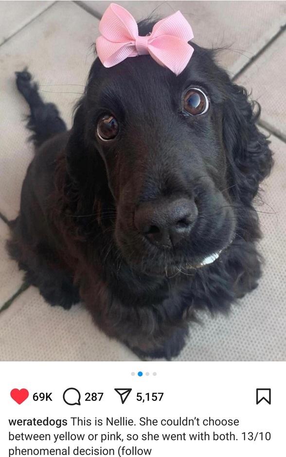nellie dog.jpg