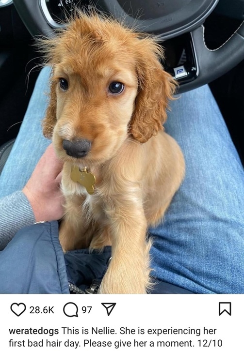nellie dog.jpg