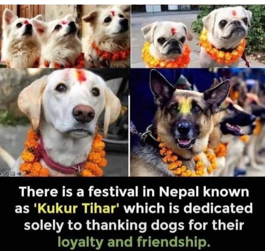 nepal dog.jpg