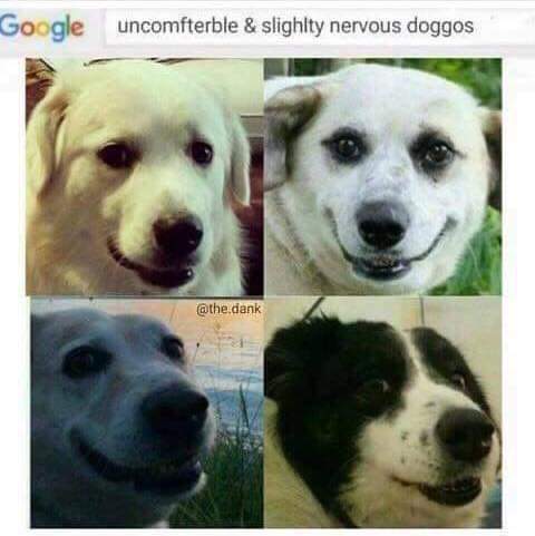 nervous dogs.jpg