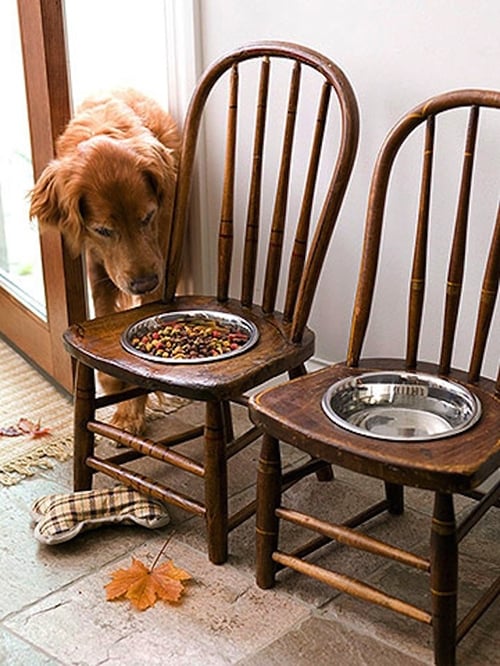 new-stuff-dogbowl.jpg