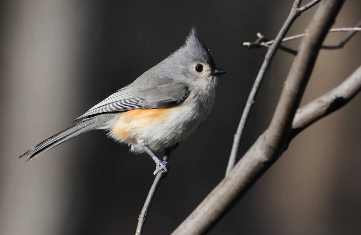 new-titmouse-sorenson.jpg