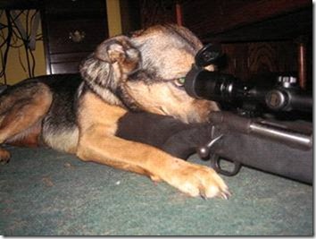 newdog1.jpg