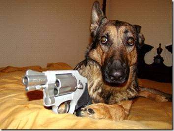 newdog3.jpg