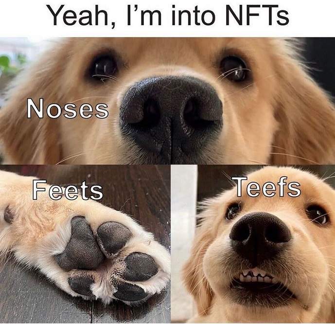 nft dog.jpg