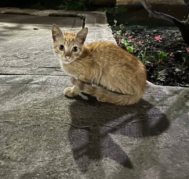 night cat.jpg