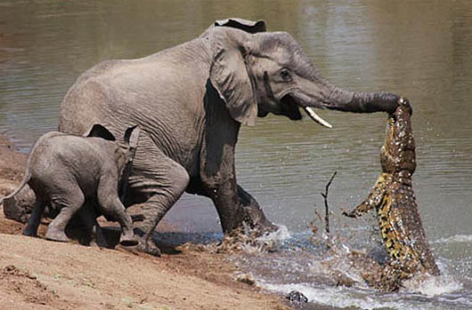 nile-crocodile-attacks-elephant.jpg