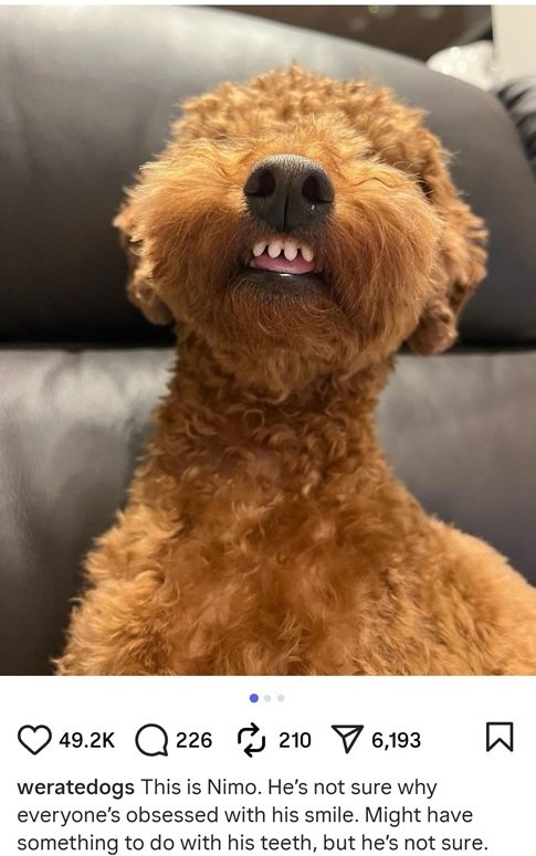 nimo dog.jpg
