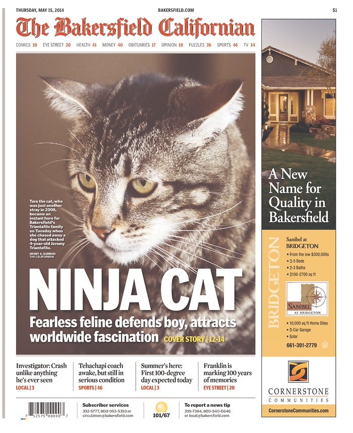 ninjacat.jpg