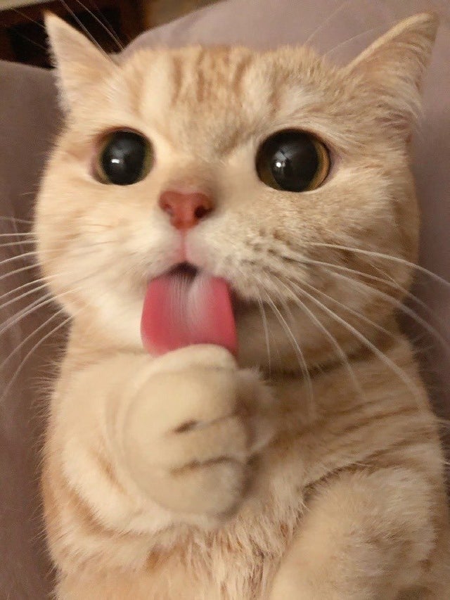 No milk today..jpg