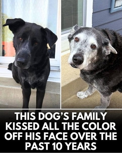 nolan dog.jpg