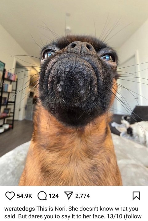 nori dog.jpg