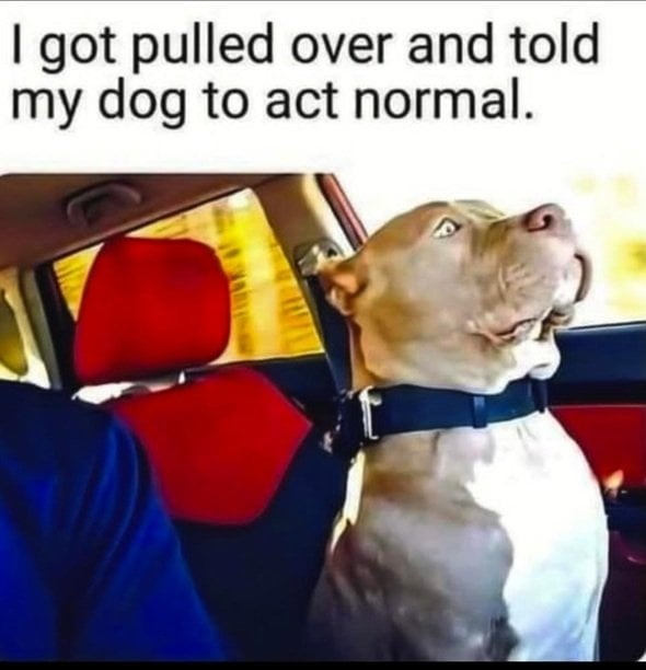 normal dog.jpg