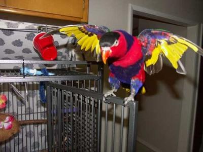 normal_wings3.jpg