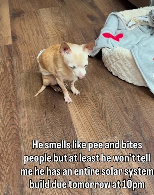np dog.jpg