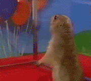 O_RLY.gif