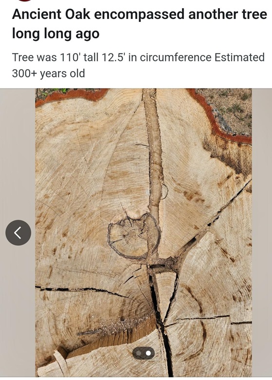 oak amzing.jpg