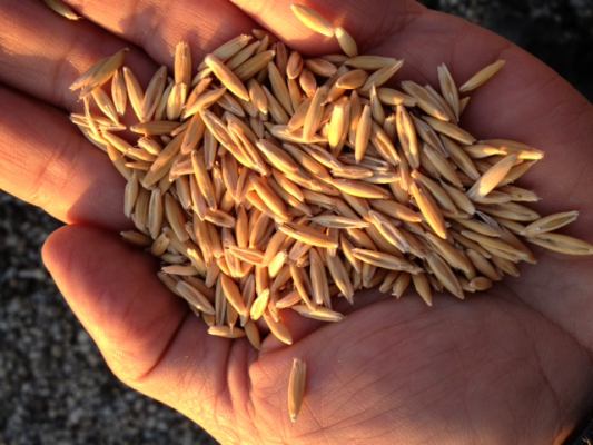 Oat+Seed.jpg
