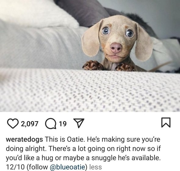 oatie dog.jpg