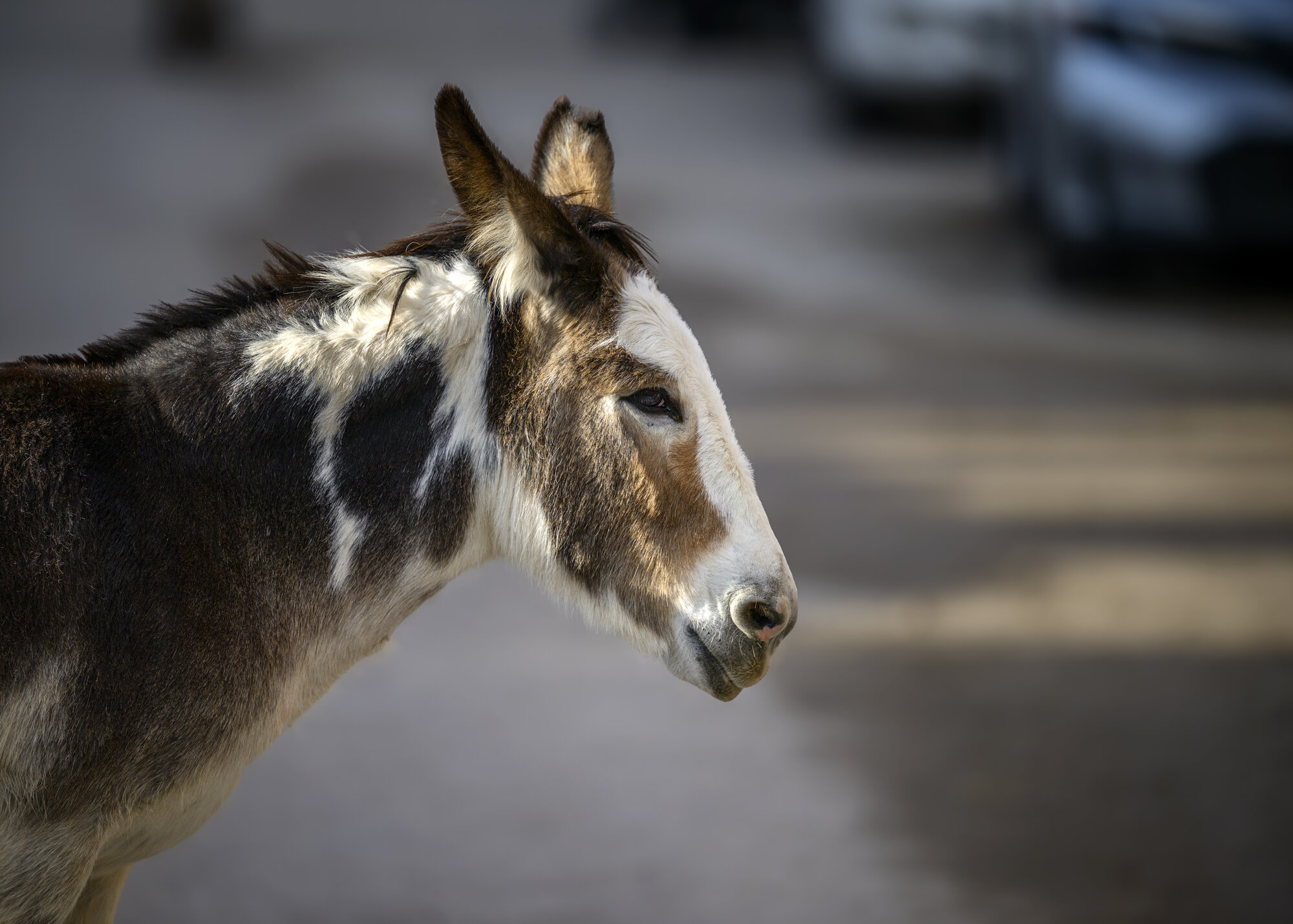Oatman-1849.jpg