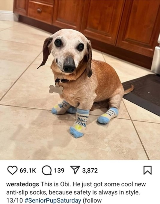 obi dog.jpg