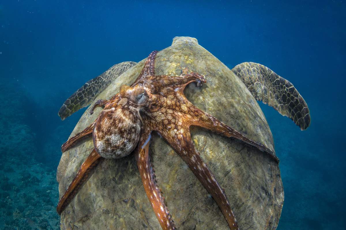 octopus2.jpg