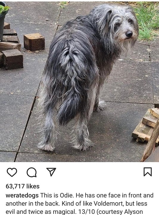 odie dog.jpg