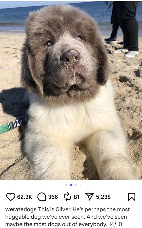 oilve dog.jpg