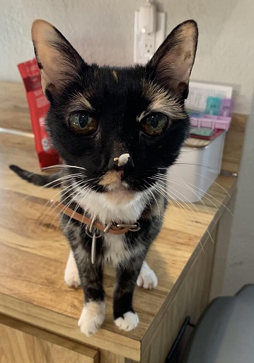 old cat.jpg