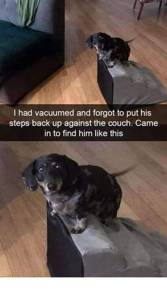 old dog on steps.jpg