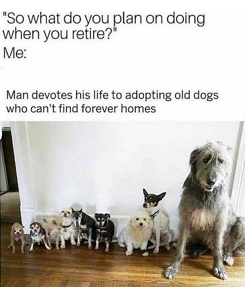 old dogs.jpg