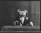 OldDog.jpg