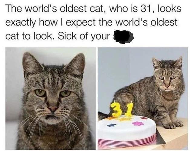 oldest cat.jpg