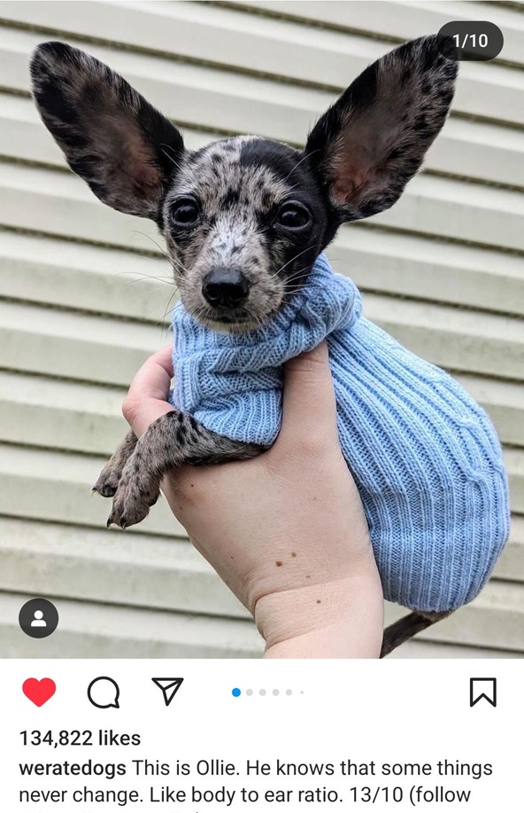 ollie dog.jpg