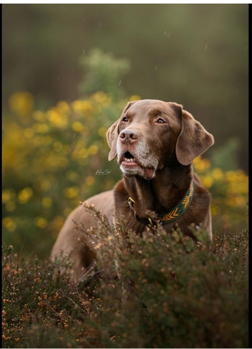 ollie.jpg