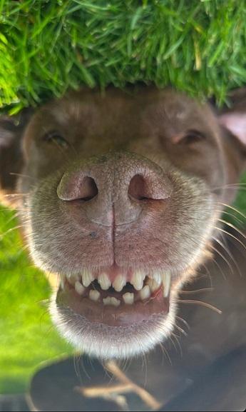 ollie teeth.jpg